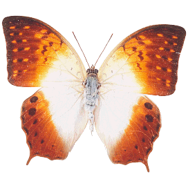 Butterfly 39