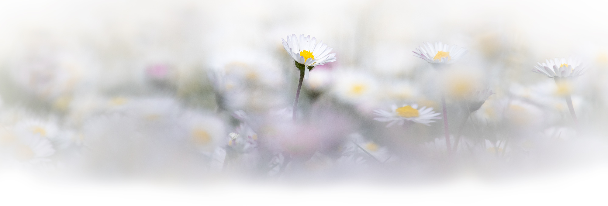 Daisywhite