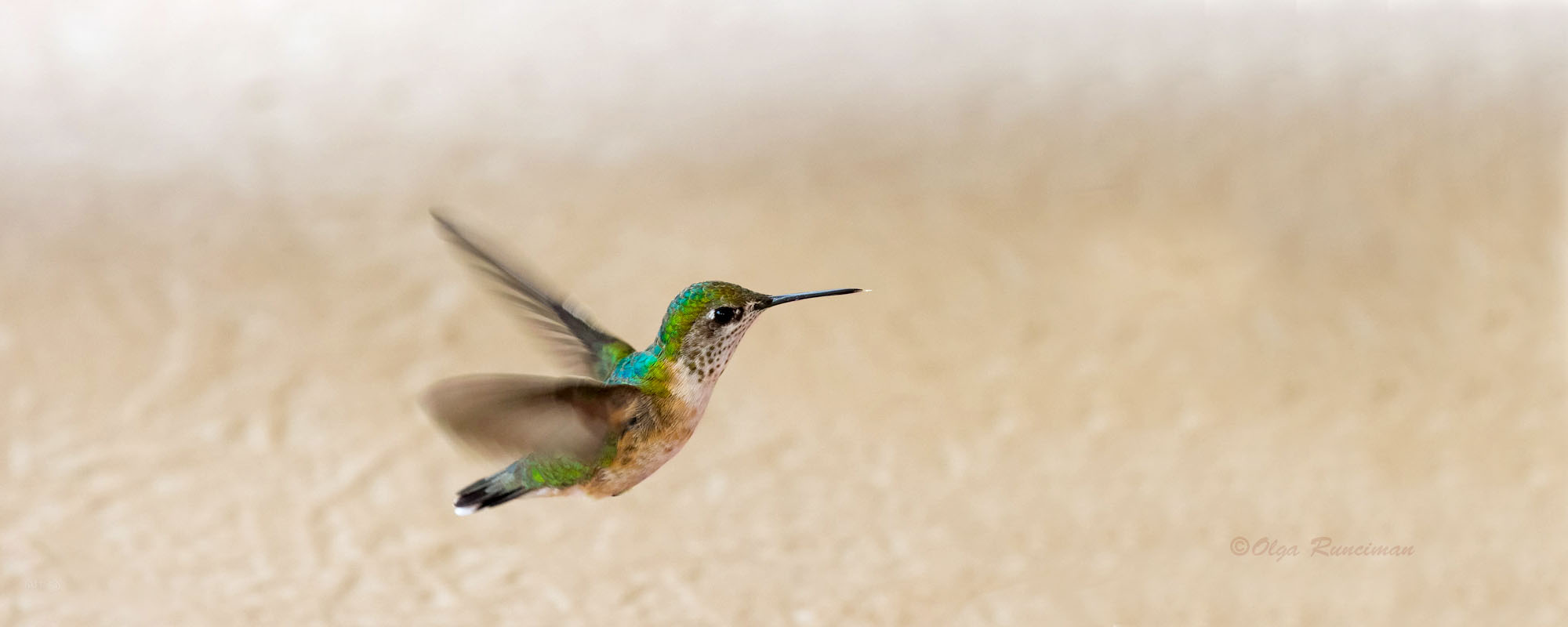 greenhummerbalconcolor