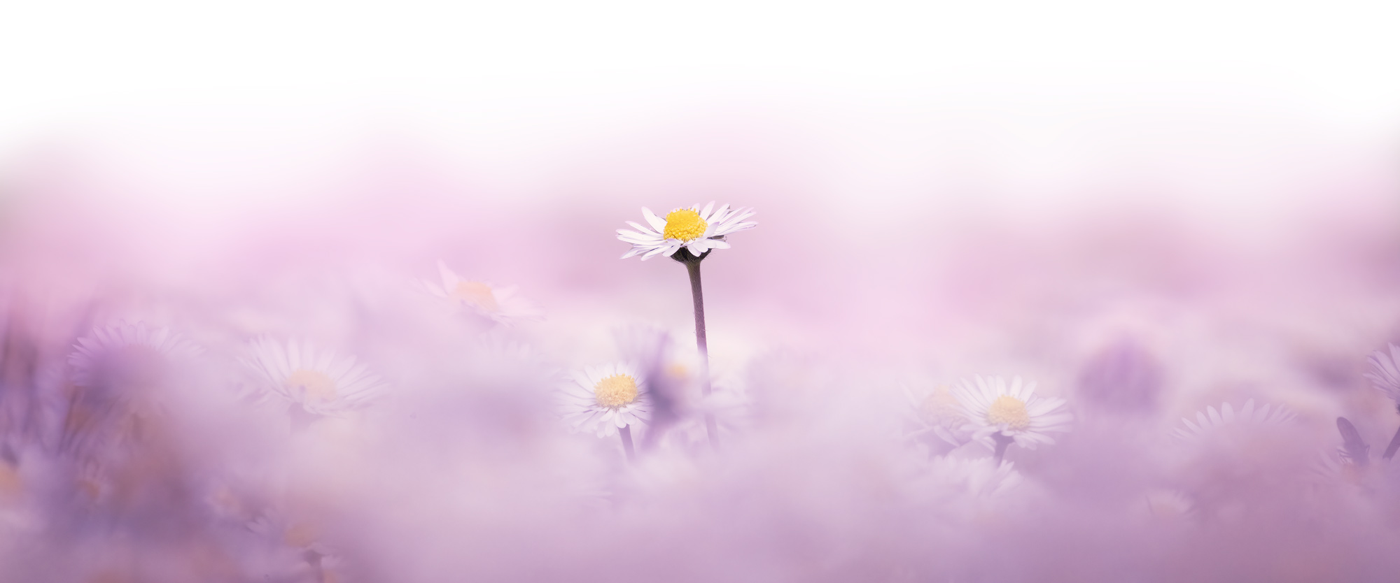 purpledaisy